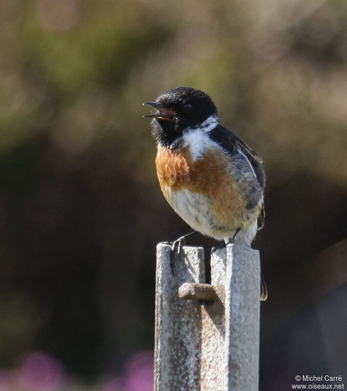 European Stonechat male adult