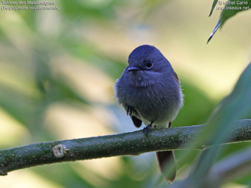 Mascarene Paradise Flycatcher female adult