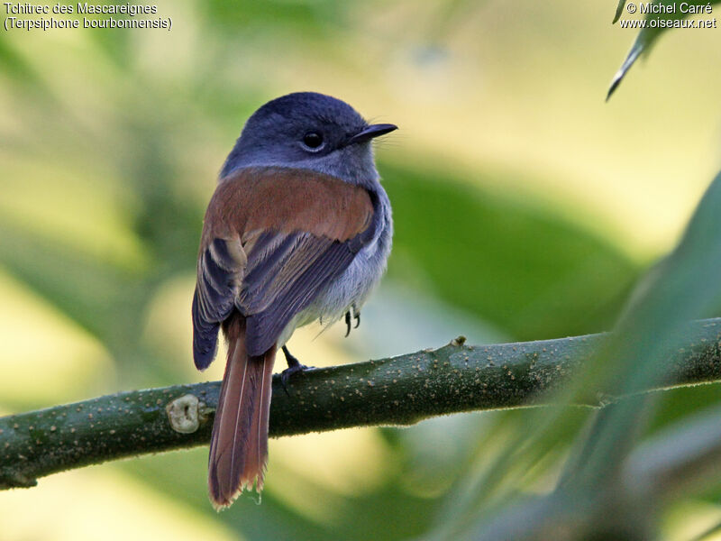 Mascarene Paradise Flycatcher female adult