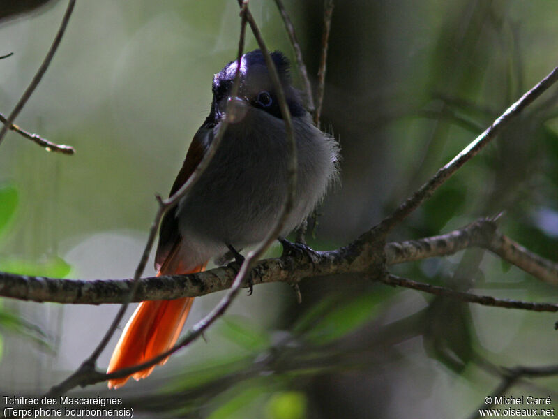 Mascarene Paradise Flycatcher male adult