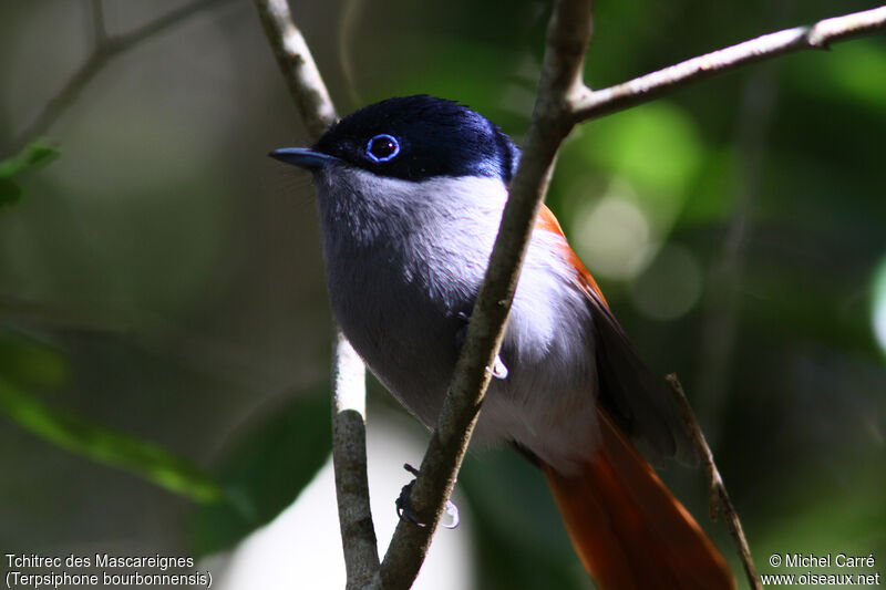 Mascarene Paradise Flycatcher male adult