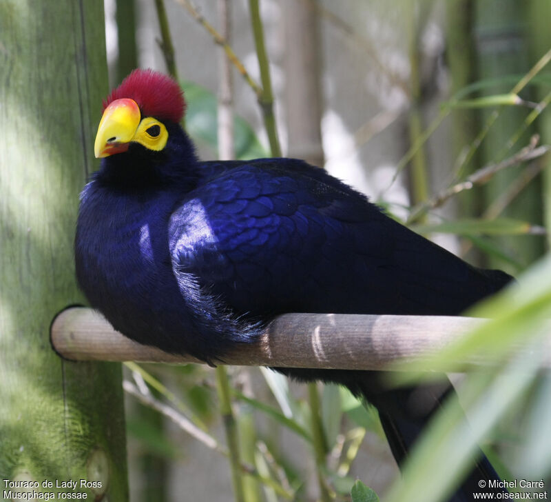 Ross's Turaco