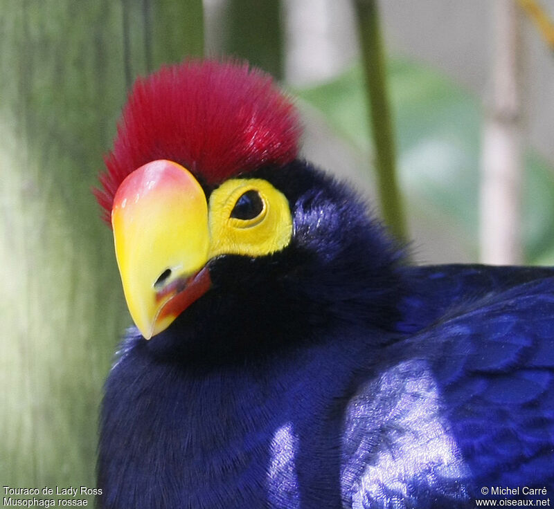 Ross's Turaco