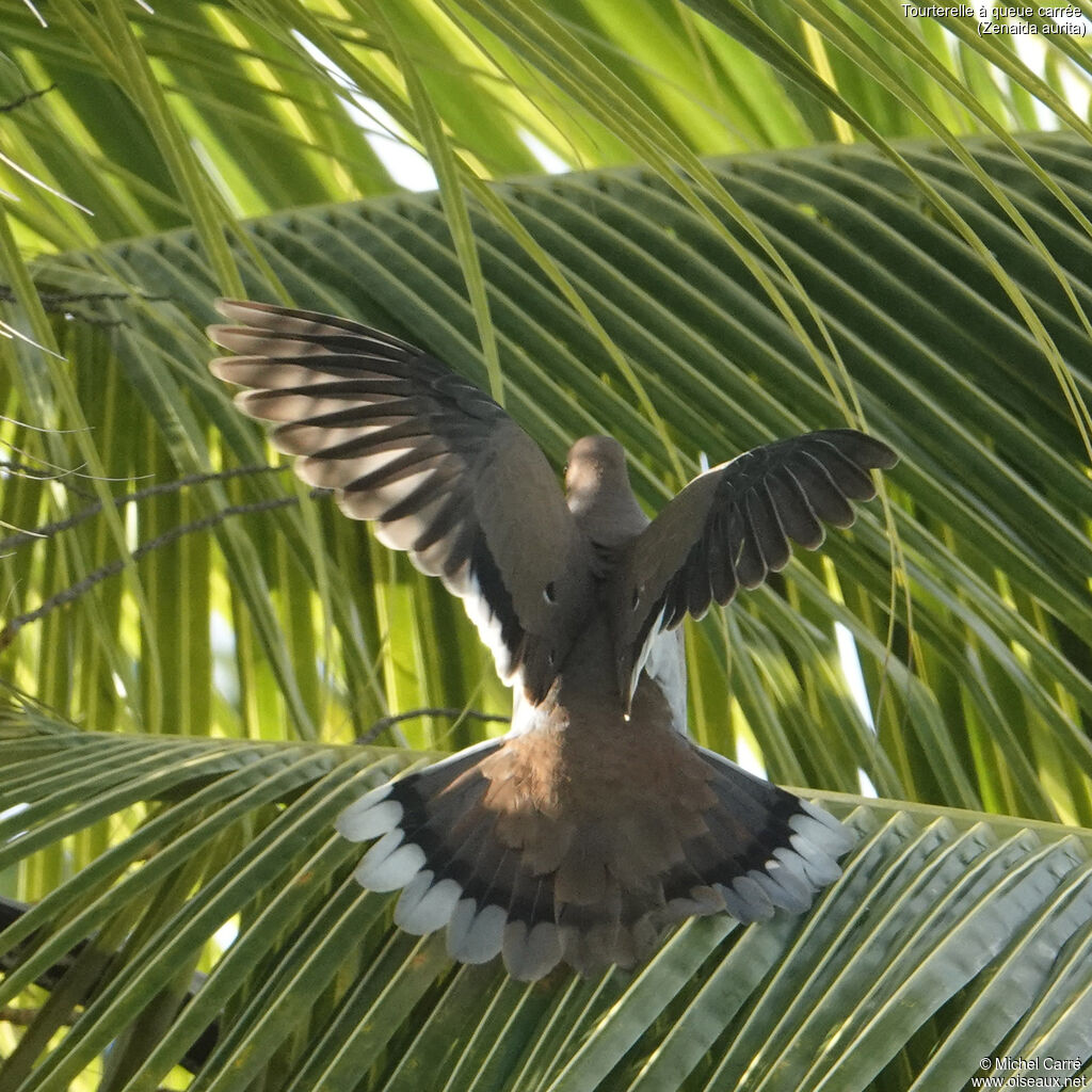 Tourterelle à queue carrée