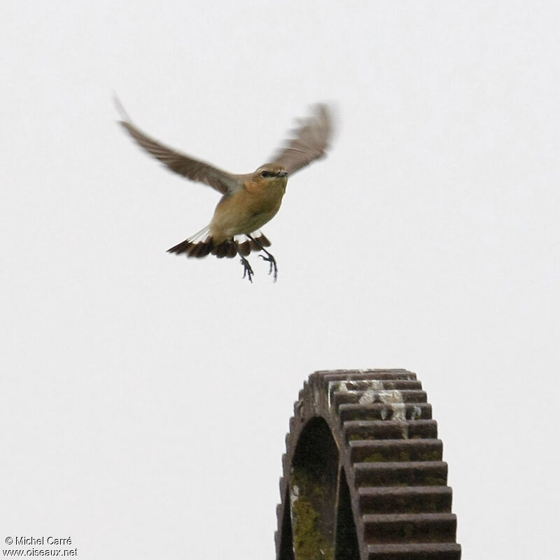 Northern Wheatear female adult breeding