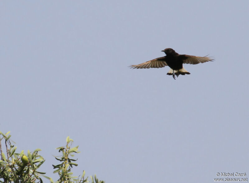 Black Wheatear male adult