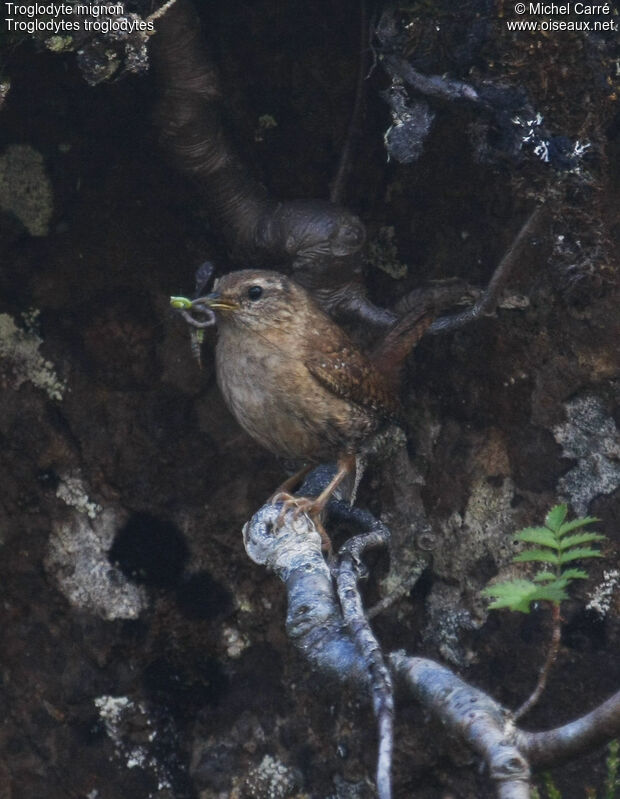 Eurasian Wren