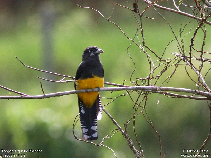 Green-backed Trogon female adult