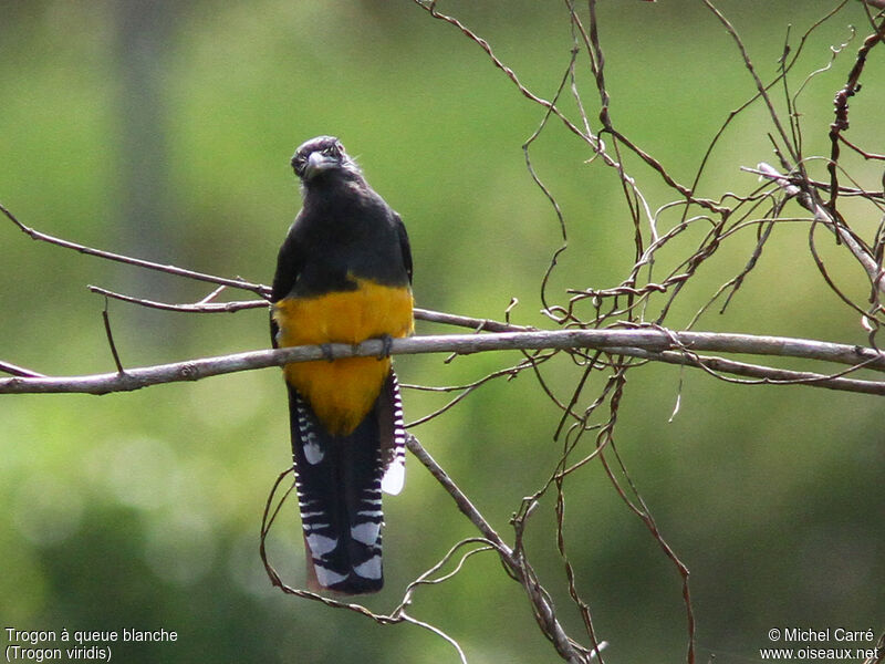 Green-backed Trogon female adult