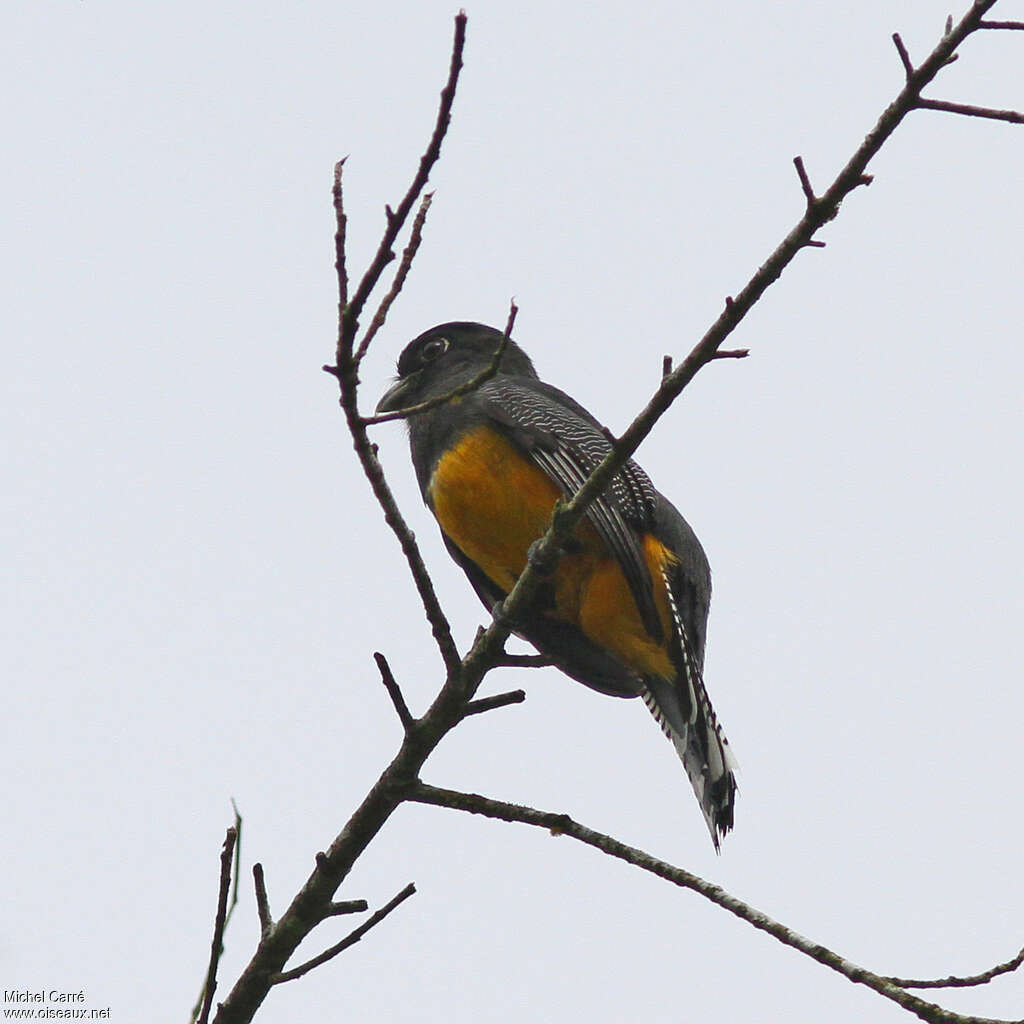 Trogon pattu
