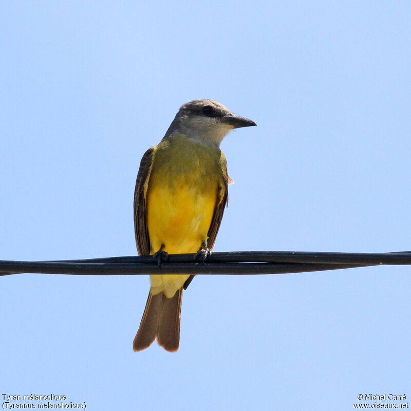 Tropical Kingbird