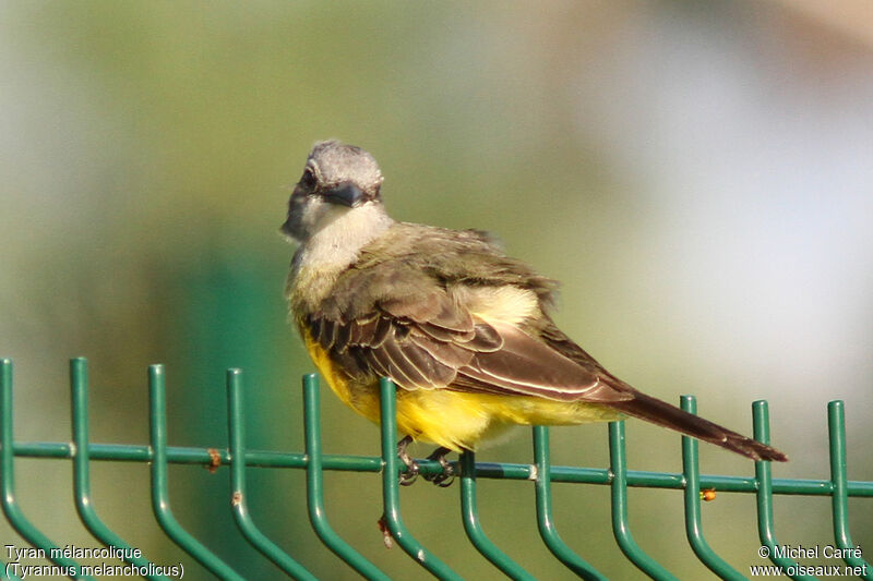 Tropical Kingbird