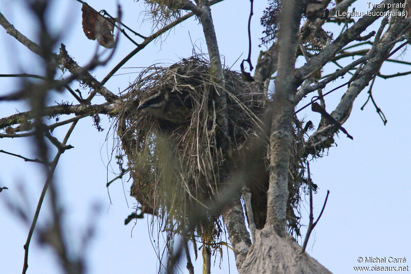 Piratic Flycatcheradult, Reproduction-nesting