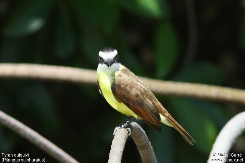 Great Kiskadee