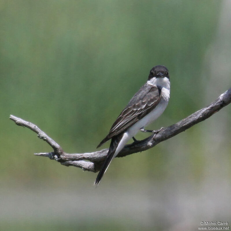 Eastern Kingbird