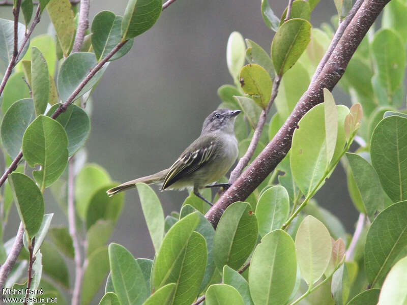 Tyranneau vifadulte, habitat, pigmentation