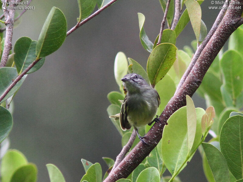 Guianan Tyrannulet