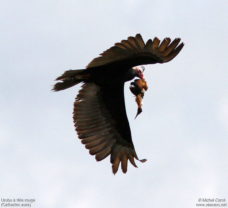 Turkey Vultureadult, Flight, feeding habits, Behaviour