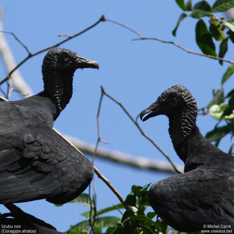 Black Vulture