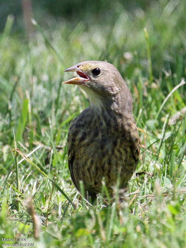 Vacher à tête brunejuvénile, identification