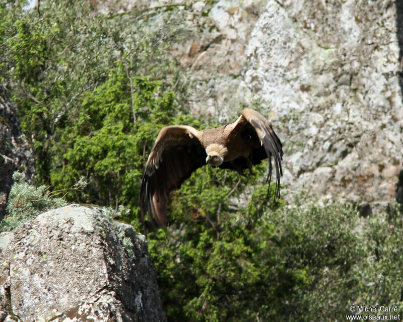 Vautour fauve