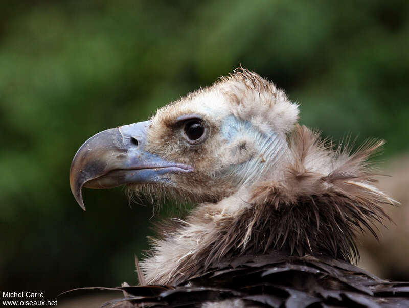 Cinereous Vultureadult, close-up portrait