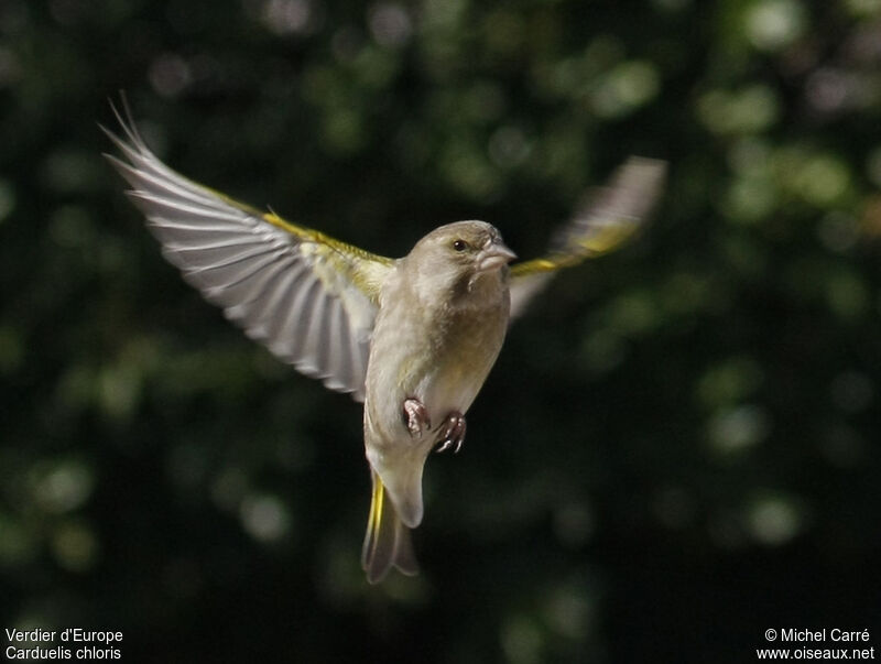 European Greenfinch female adult, Flight