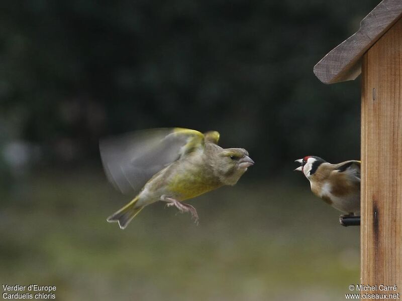 European Greenfinch, Flight