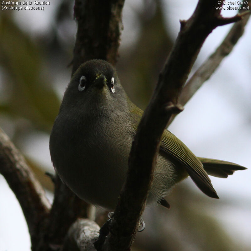 Reunion Olive White-eye