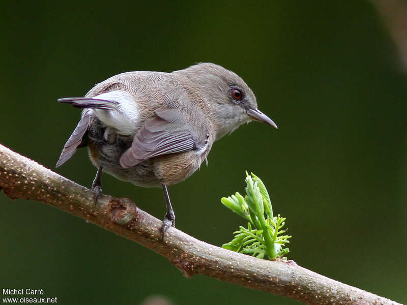 Reunion Grey White-eyeadult