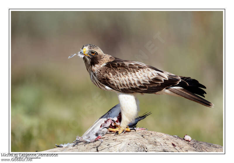 Booted Eagleadult, aspect, pigmentation, feeding habits