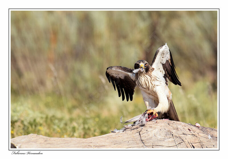 Booted Eagle, eats