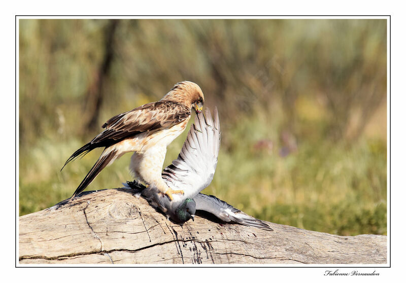 Aigle bottéadulte, pêche/chasse