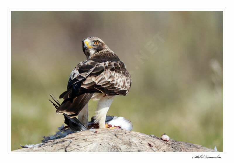 Booted Eagleadult, eats