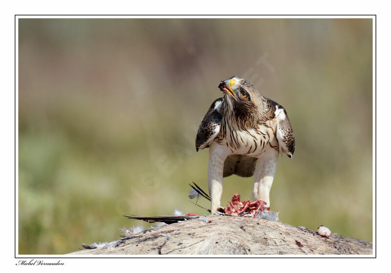 Booted Eagleadult, eats