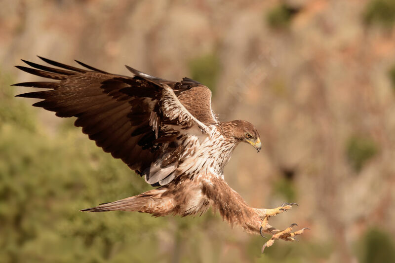 Aigle de Bonelli femelle adulte