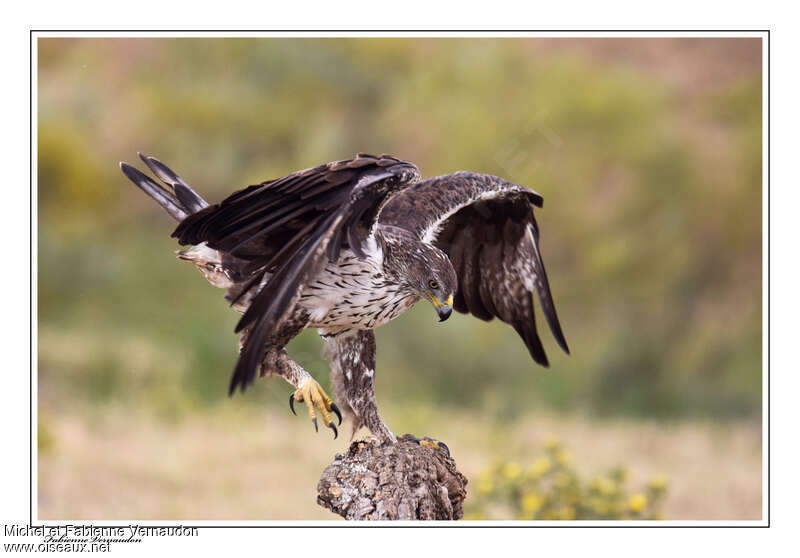 Aigle de Bonelliadulte, composition