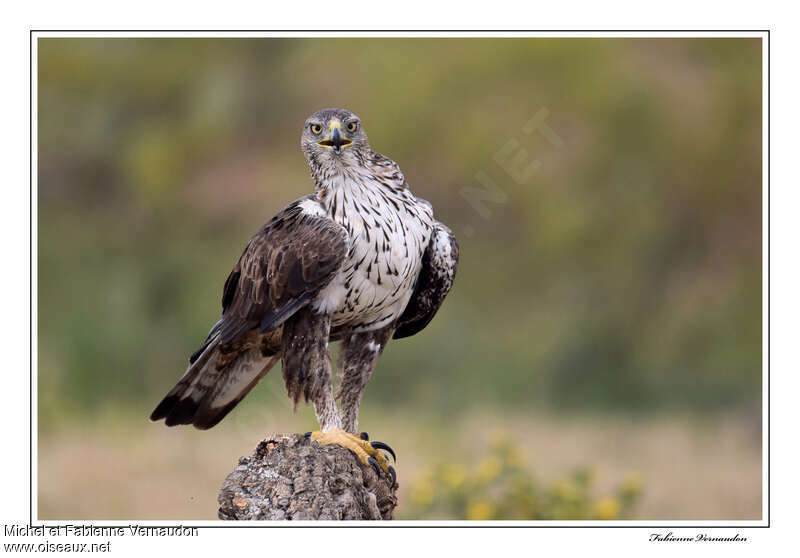 Aigle de Bonelliadulte, identification