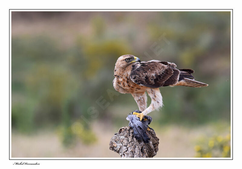 Bonelli's Eagleimmature