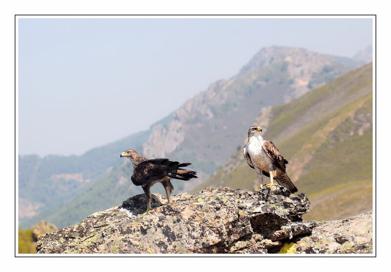 Aigle de Bonelliadulte