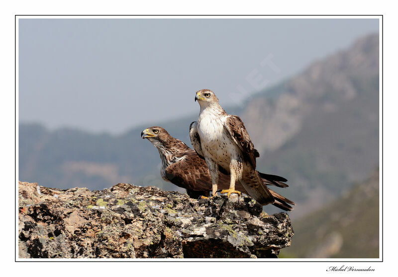 Aigle de Bonelliadulte