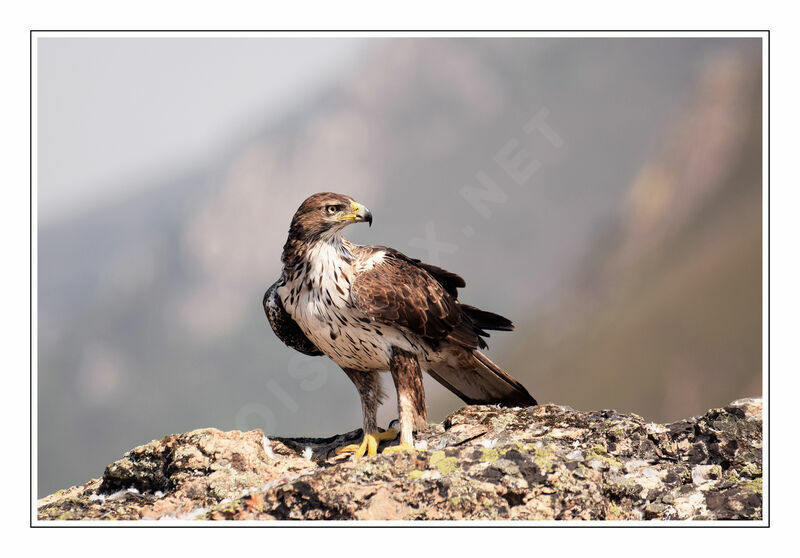 Bonelli's Eagle