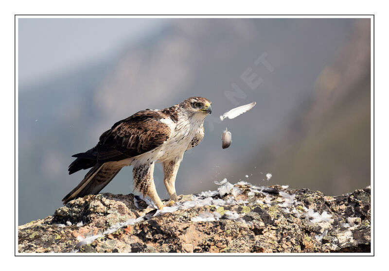 Bonelli's Eagle, eats