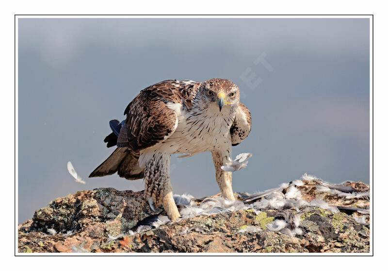 Aigle de Bonelli, mange