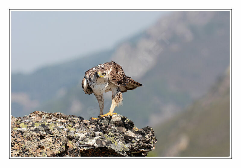 Aigle de Bonelli