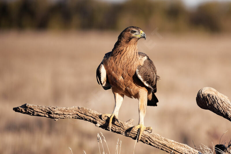 Aigle de Bonelli2ème année