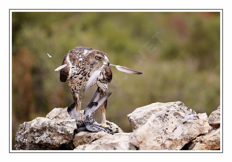 Aigle de Bonelli femelle adulte