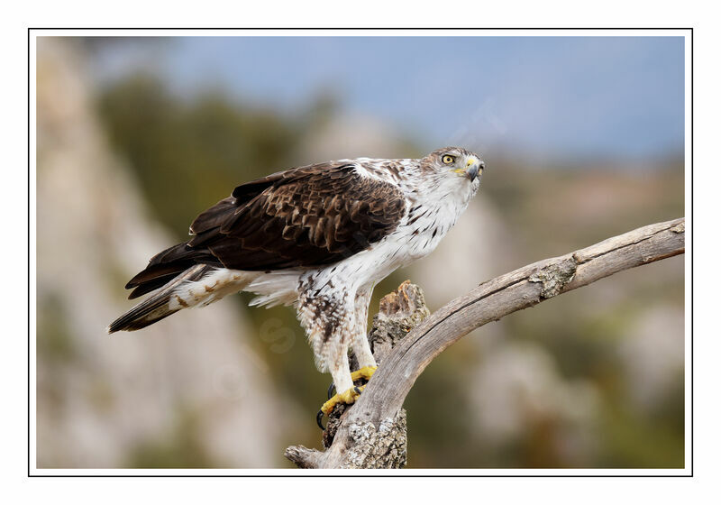 Aigle de Bonelli mâle adulte