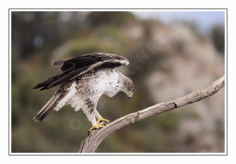 Bonelli's Eagle male adult