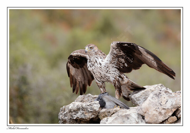 Aigle de Bonelli femelle adulte